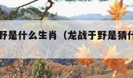 龙战于野是什么生肖（龙战于野是猜什么生肖）