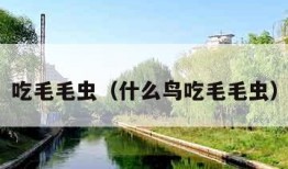 吃毛毛虫（什么鸟吃毛毛虫）