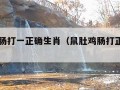 鼠肚鸡肠打一正确生肖（鼠肚鸡肠打正确生肖动物）