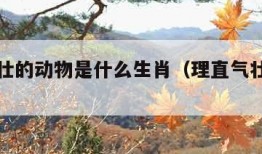 理直气壮的动物是什么生肖（理直气壮的生肖?）