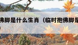 临时抱佛脚是什么生肖（临时抱佛脚是什么生肖动物）