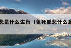 兔死狐悲是什么生肖（兔死狐悲什么意思解释一下）